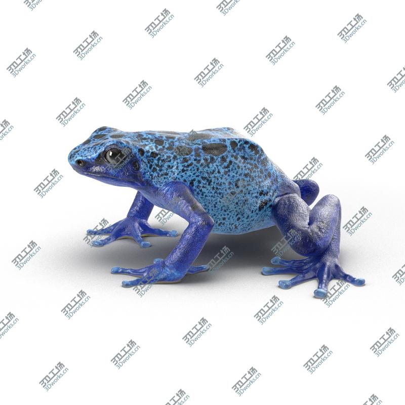 images/goods_img/202105073/Poison Dart Frog Rigged for Maya/2.jpg